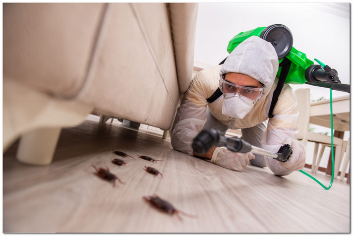 شركة رش حشرات